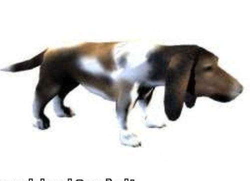 Basset Dog Animal