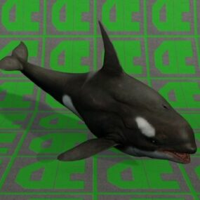 Modello 3d dell'orca assassina