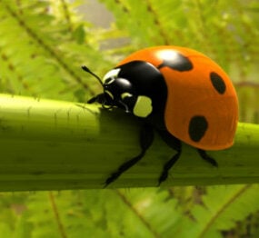 Realistinen Ladybird 3D-malli