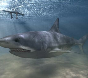 Realistisk Shark 3d-modell