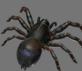 نموذج العنكبوت الأسود ثلاثي الأبعاد