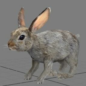 Tavşan 3d modeli