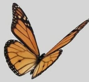 सुंदर तितली 3डी मॉडल