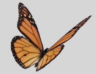 Bella farfalla