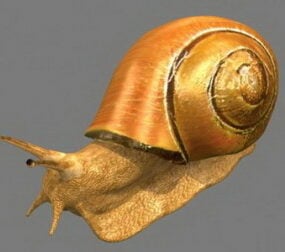 Snail 3d model