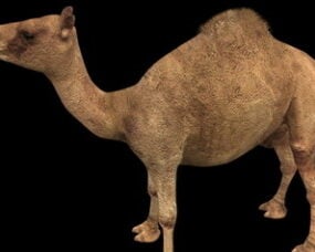 Model 3D wielbłąda