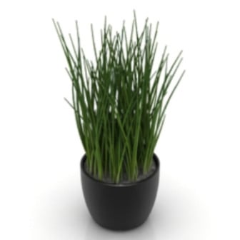 Indoor Potted Grass