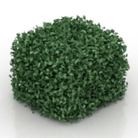 Plante à feuilles carrées modèle 3D