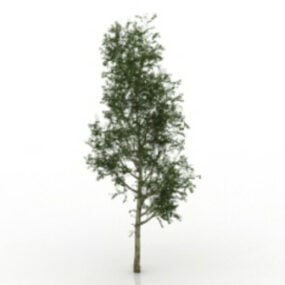 3D model borovice