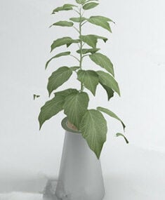 Modello 3d elegante pianta bonsai