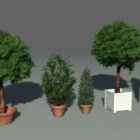 Park Plant Trees s