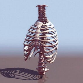 人体骨骼3d模型