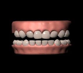 نموذج ثلاثي الأبعاد مجاني للأسنان