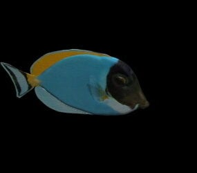 Colorful Fish Sea Animal 3d model