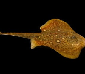 مدل سه بعدی ماهی حیوانات