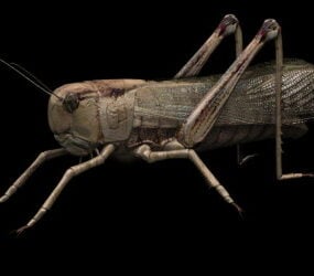 Locusts 3d model