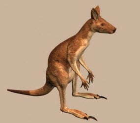 Model 3D kangura