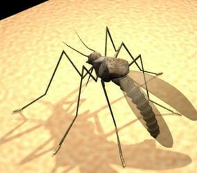 Modelo 3d do mosquito
