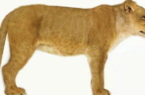 Realistisk Lioness Animal 3d-modell