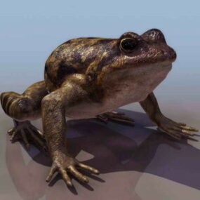 Mô hình 3d động vật ếch lớn