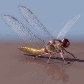 蜻蜓动物3d模型