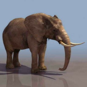 مدل سه بعدی فیل
