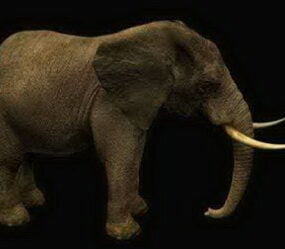 نموذج الفيل الأفريقي ثلاثي الأبعاد