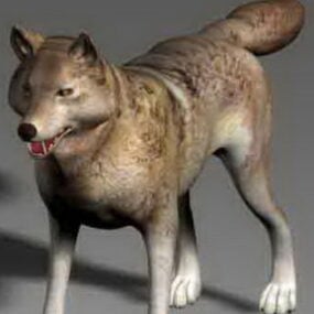 โมเดล 3 มิติสุนัขหมาป่าสัตว์