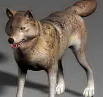Chien loup animal