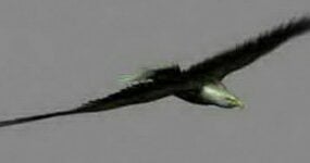 Animal Eagle Bird 3d model