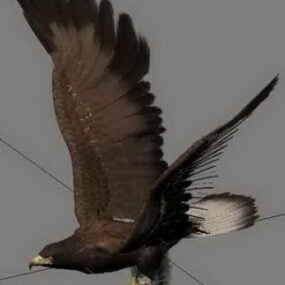 Zwierzę Orzeł Polowanie na ptaki Model 3D