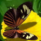 Mariposa insecto