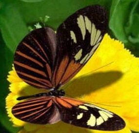 昆虫の蝶の3Dモデル