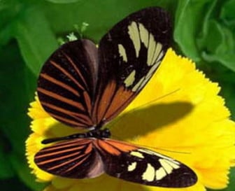 Mariposa insecto