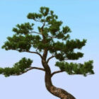 شجرة الصنوبر اليابانية
