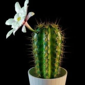 Modello 3d di cactus fiore bianco
