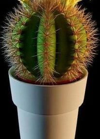 Het 3D-model van de potplantencactus