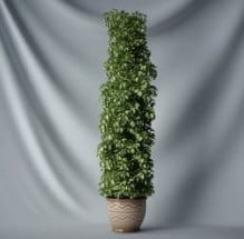 つる植物盆栽 3D モデル