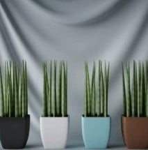 3д модель маленьких растений бонсай