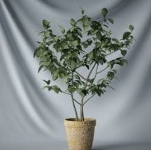 Modello 3d del piccolo albero dei bonsai