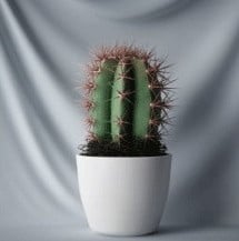Model 3d Bonsai Kaktus