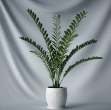 مدل سه بعدی گیاه جوان بونسای گیاه