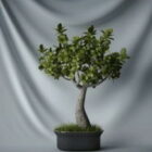 Japansk Bonsai-växt