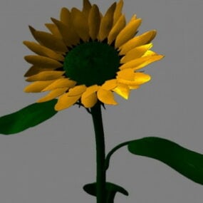 Model 3d bunga matahari
