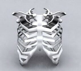 人体肋骨骨架3d模型