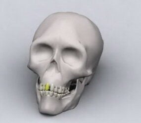 نموذج جمجمة بشرية صغيرة ثلاثي الأبعاد