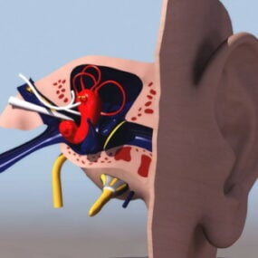 Modello 3d dell'orecchio degli organi umani
