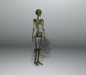 Mänskligt skelett 3d-modell