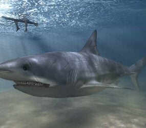 Model 3D Meg Shark
