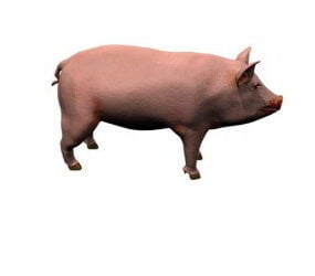 Modelo 3d de cerdo